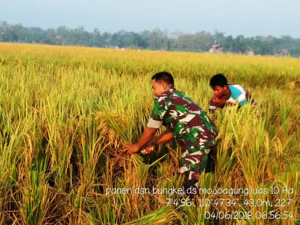 Babinsa Panen Padi Petani